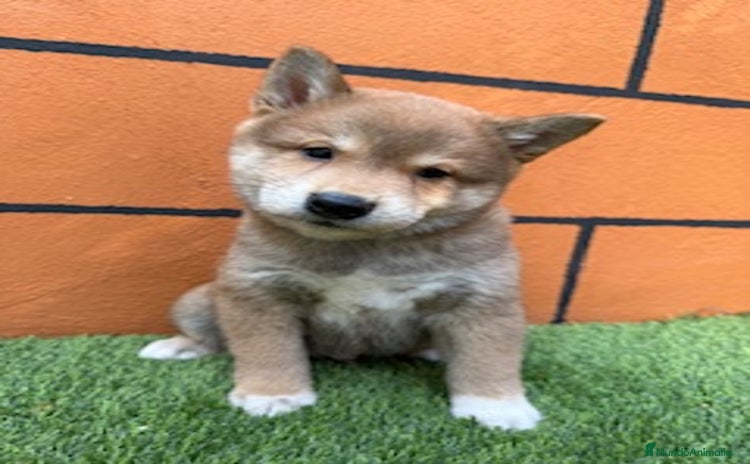 Shiba Inu perros - Anuncio 6
