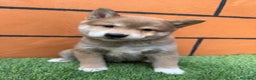 Shiba Inu perros en venta: SHIBA INU - Anuncio 1