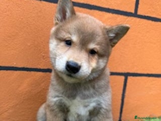 Shiba Inu perros - Anuncio 9