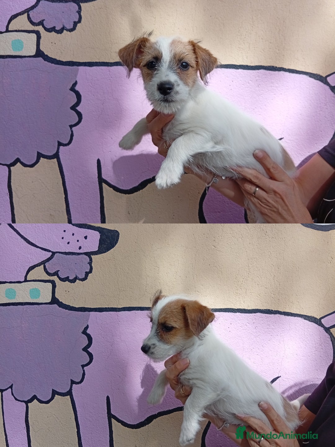 Jack Russell Terrier perros en venta: Jack Rusell lineas de belleza - Anuncio 1