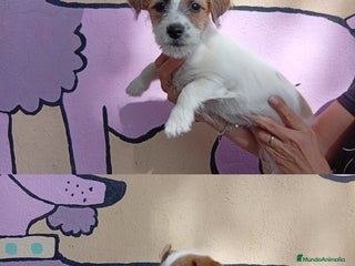 Jack Russell Terrier perros Jack Rusell lineas de belleza - Anuncio 1
