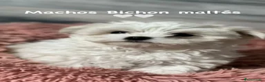 Bichón Maltés Americano