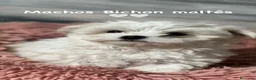 Bichón Maltés perros en venta: BICHON MALTES - Anuncio 10