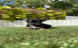 Chihuahua perros en venta: CHIHUAHUA MACHO - Imagen 17