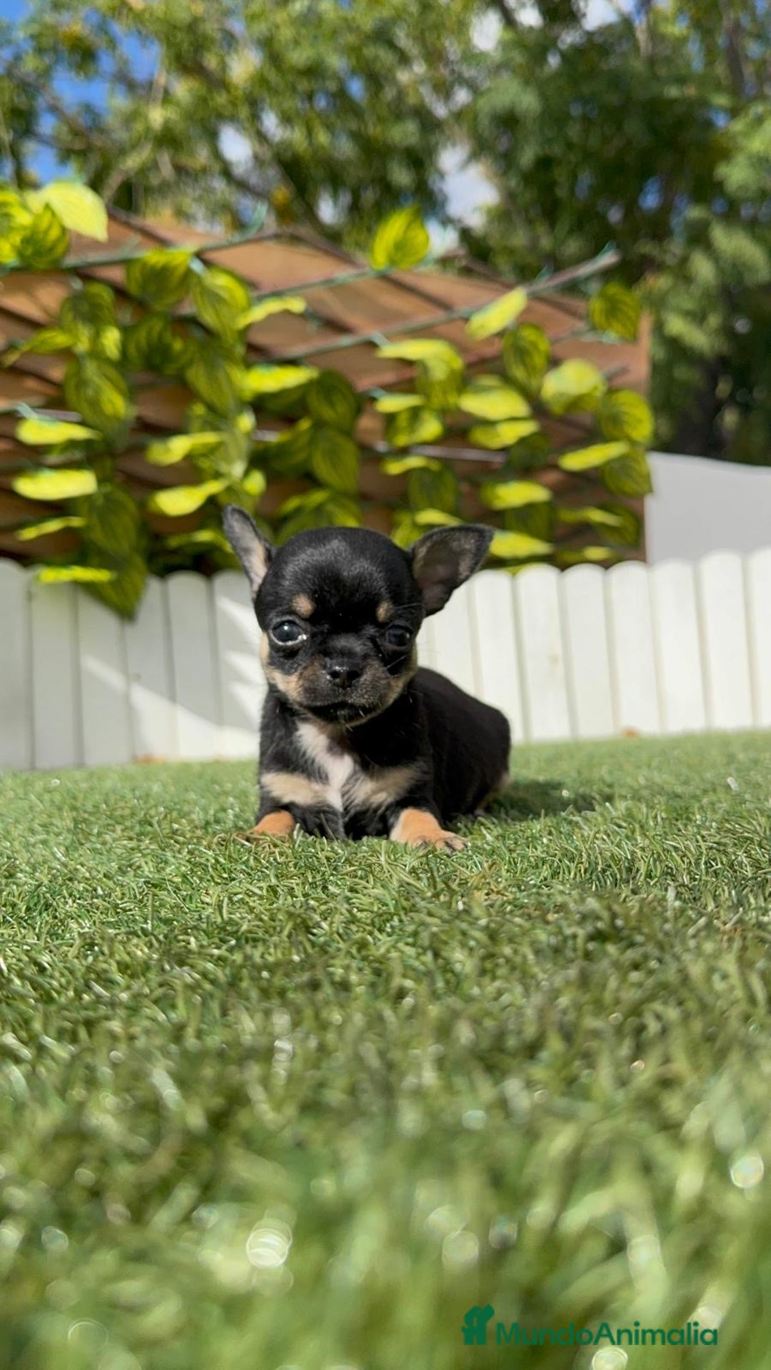 Chihuahua perros en venta: CHIHUAHUA MACHO - Imagen 17