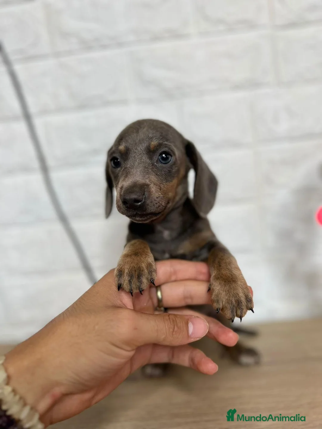 Teckel perros en venta: TECKEL PRECIOSOS !!!! en Badajoz - Anuncio 7