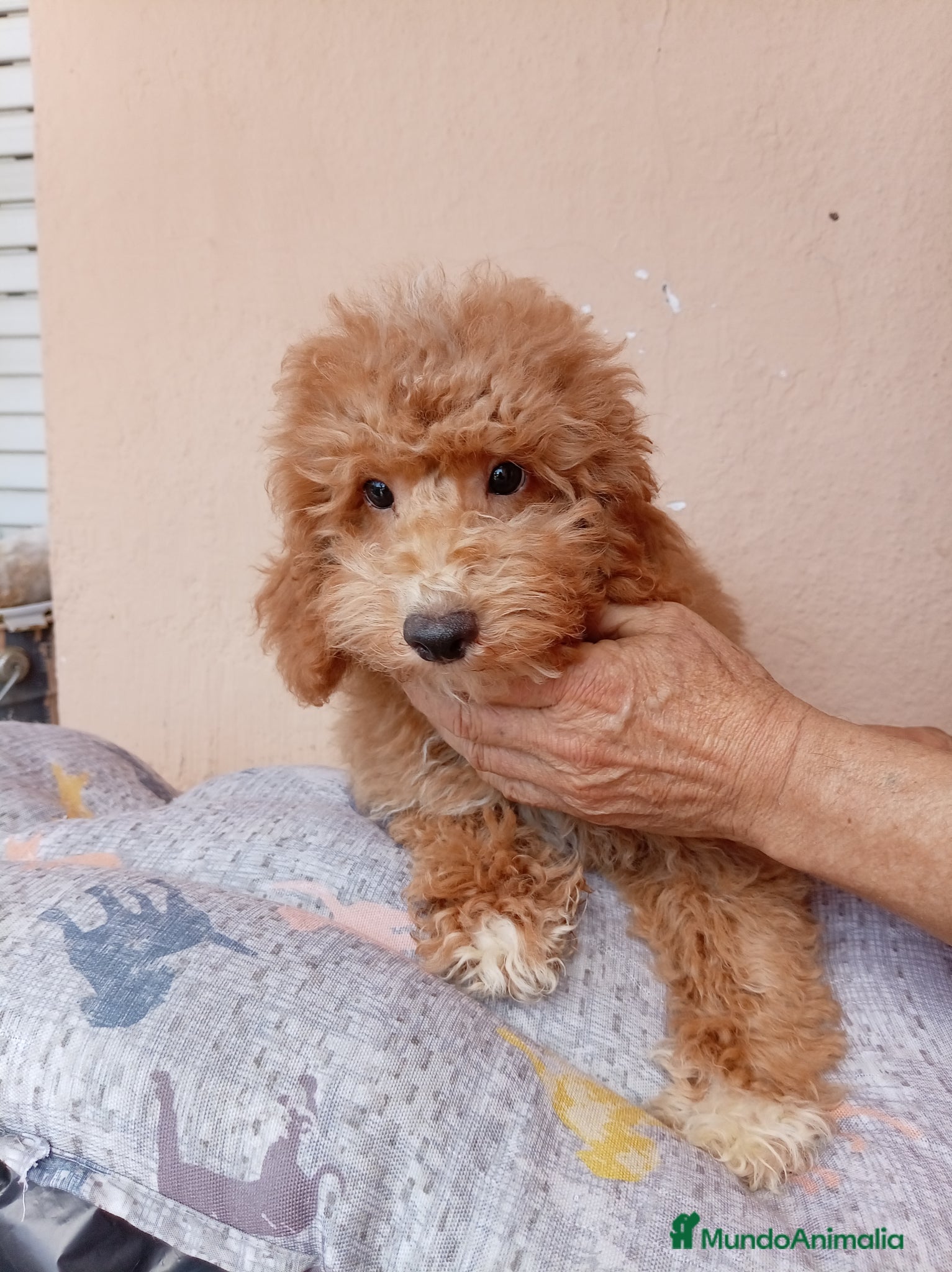 Caniche Enano perros Caniche enano - Anuncio 1