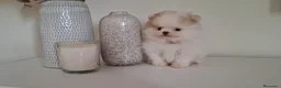 Pomerania perros en venta: Lulu de Pomerania Mini Parti color - Anuncio 3