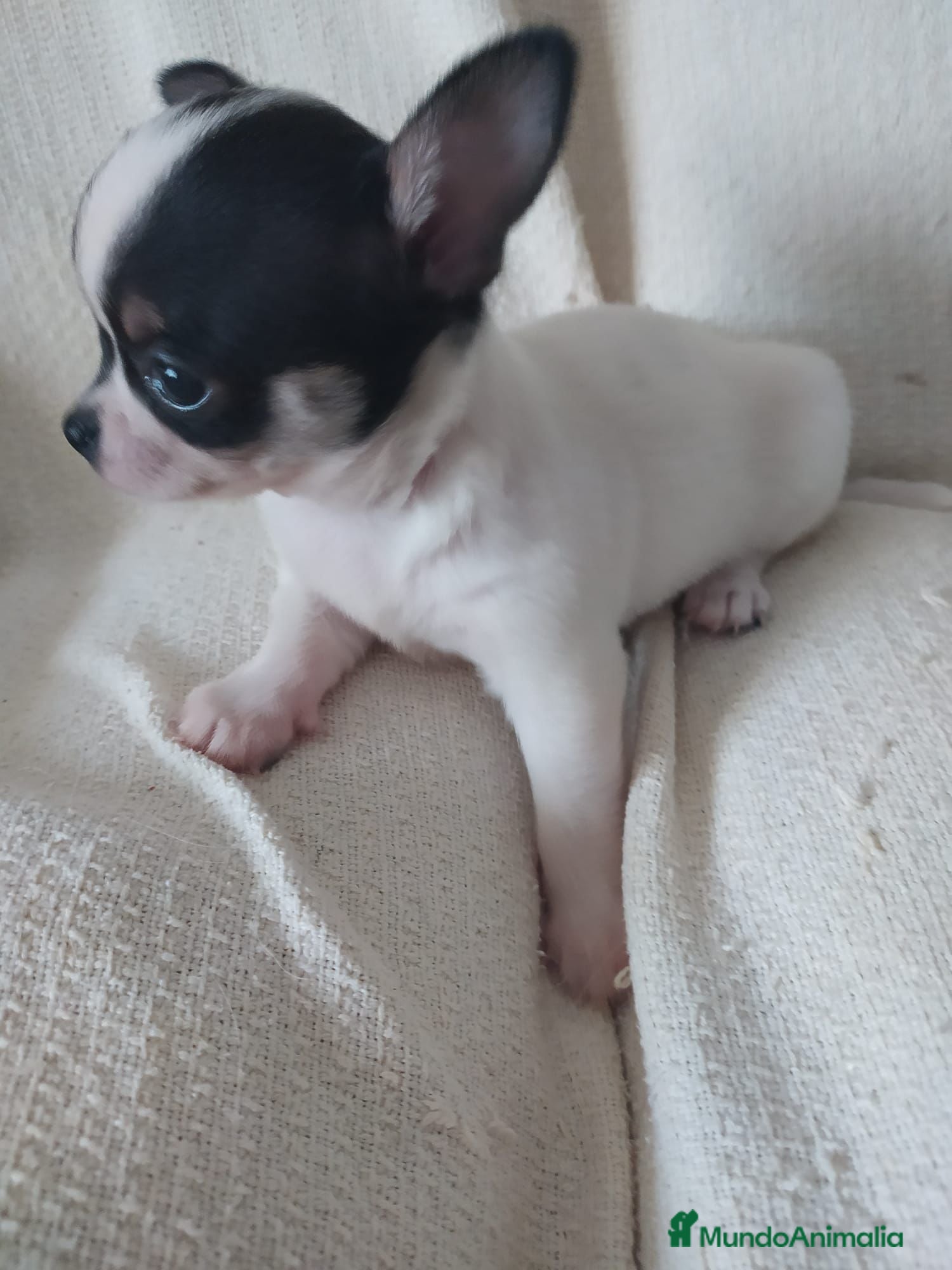 Chihuahua perros Preciosas camadas de Chihuahua    - Anuncio 8