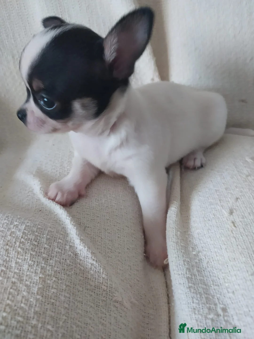 Chihuahua perros en venta: Preciosas camadas de Chihuahua    - Anuncio 1