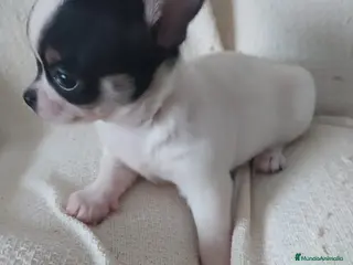 Chihuahua perros Preciosas camadas de Chihuahua - Anuncio 28