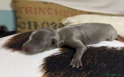 Pequeño Lebrel Italiano perros en venta: Pequeño lebrel Italiano - Imagen 3