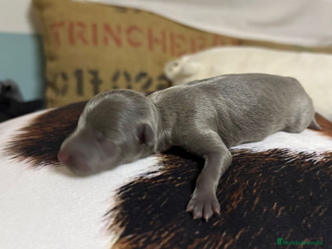Pequeño Lebrel Italiano perros en venta: Pequeño lebrel Italiano - Imagen 3