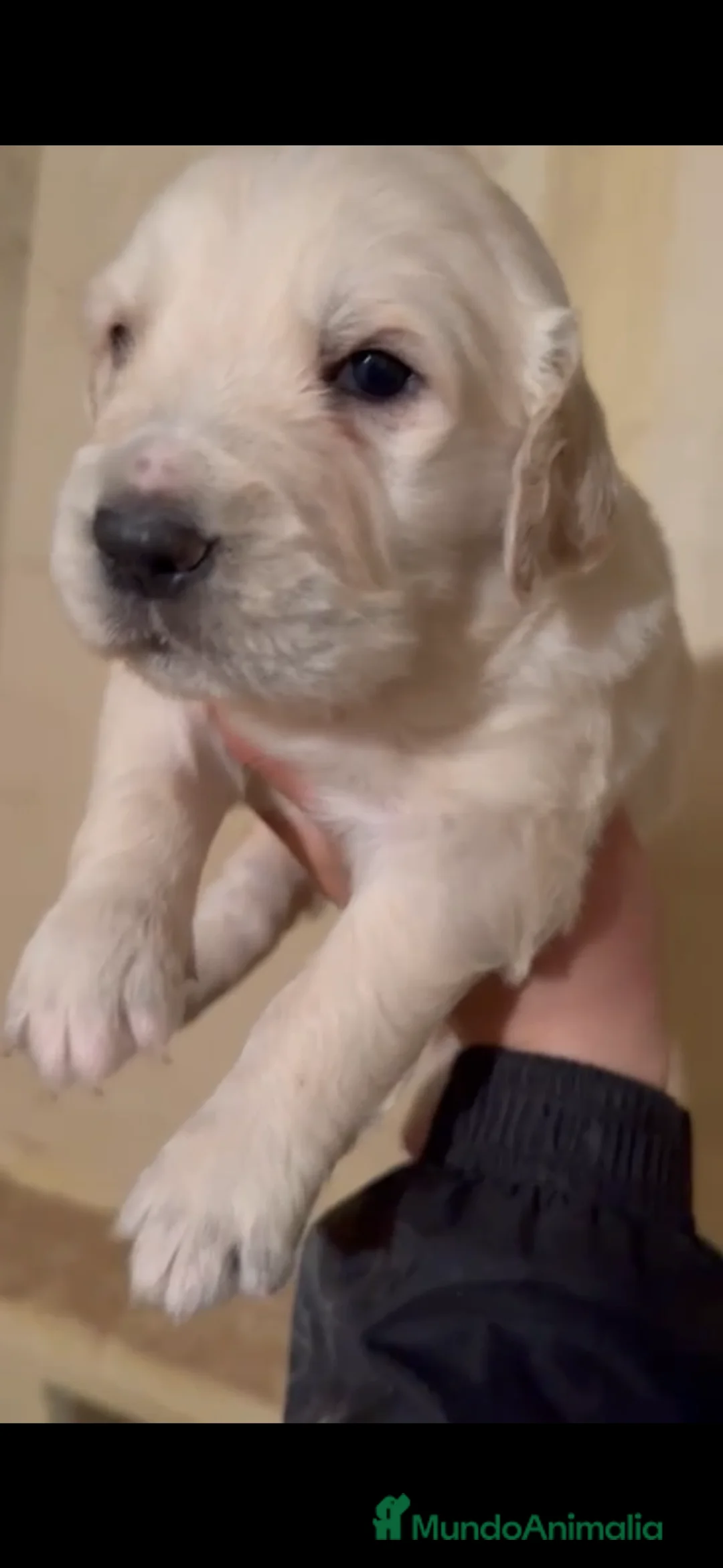 Golden Retriever perros en venta: Golden retriever  - Anuncio 12