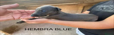 Galgo Español 2