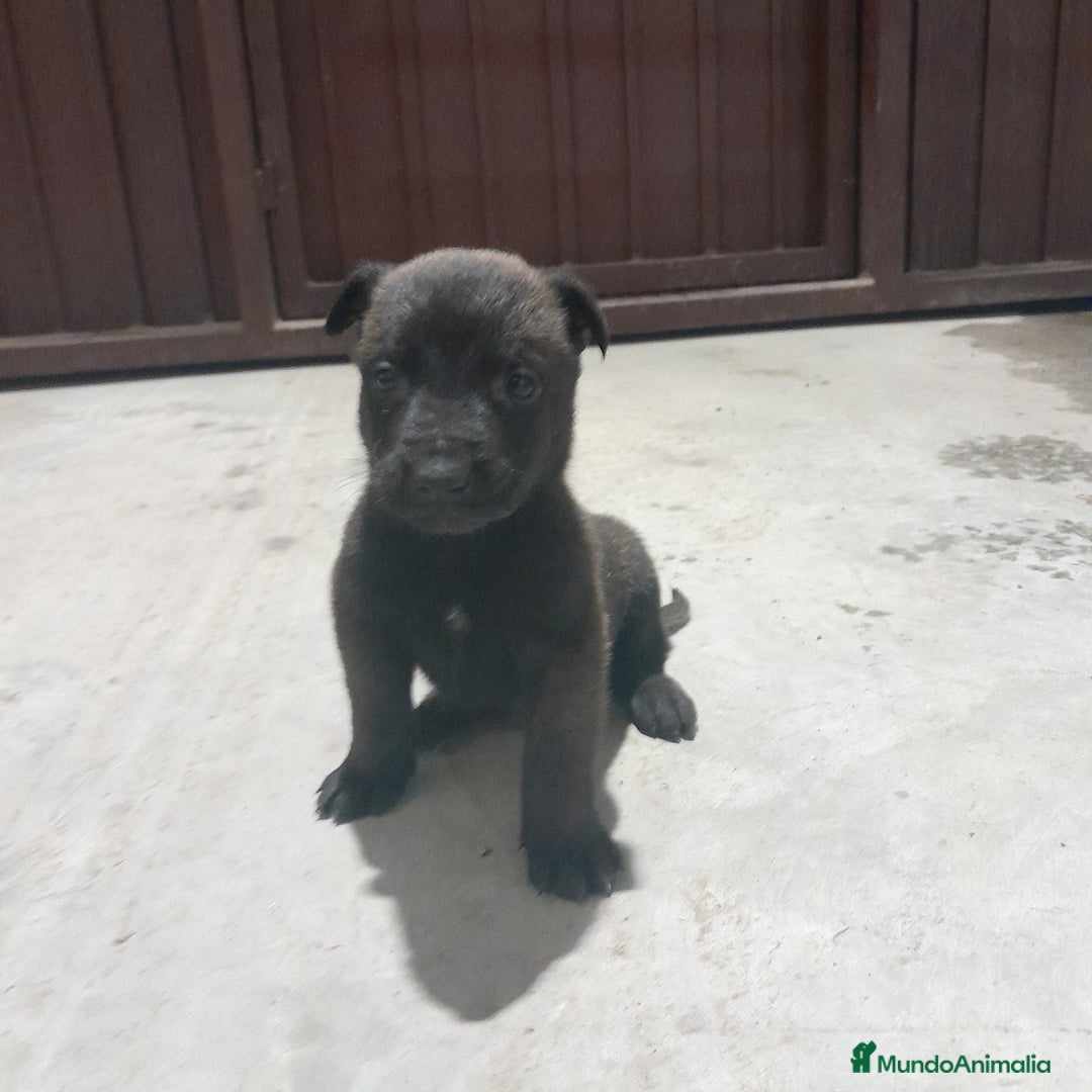 Pastor Belga Malinois perros en venta: PASTOR BELGA MALINOIS - Anuncio 7
