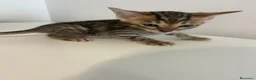 Bengalí gatos en venta: Macho y hembra de bengali - Anuncio 1