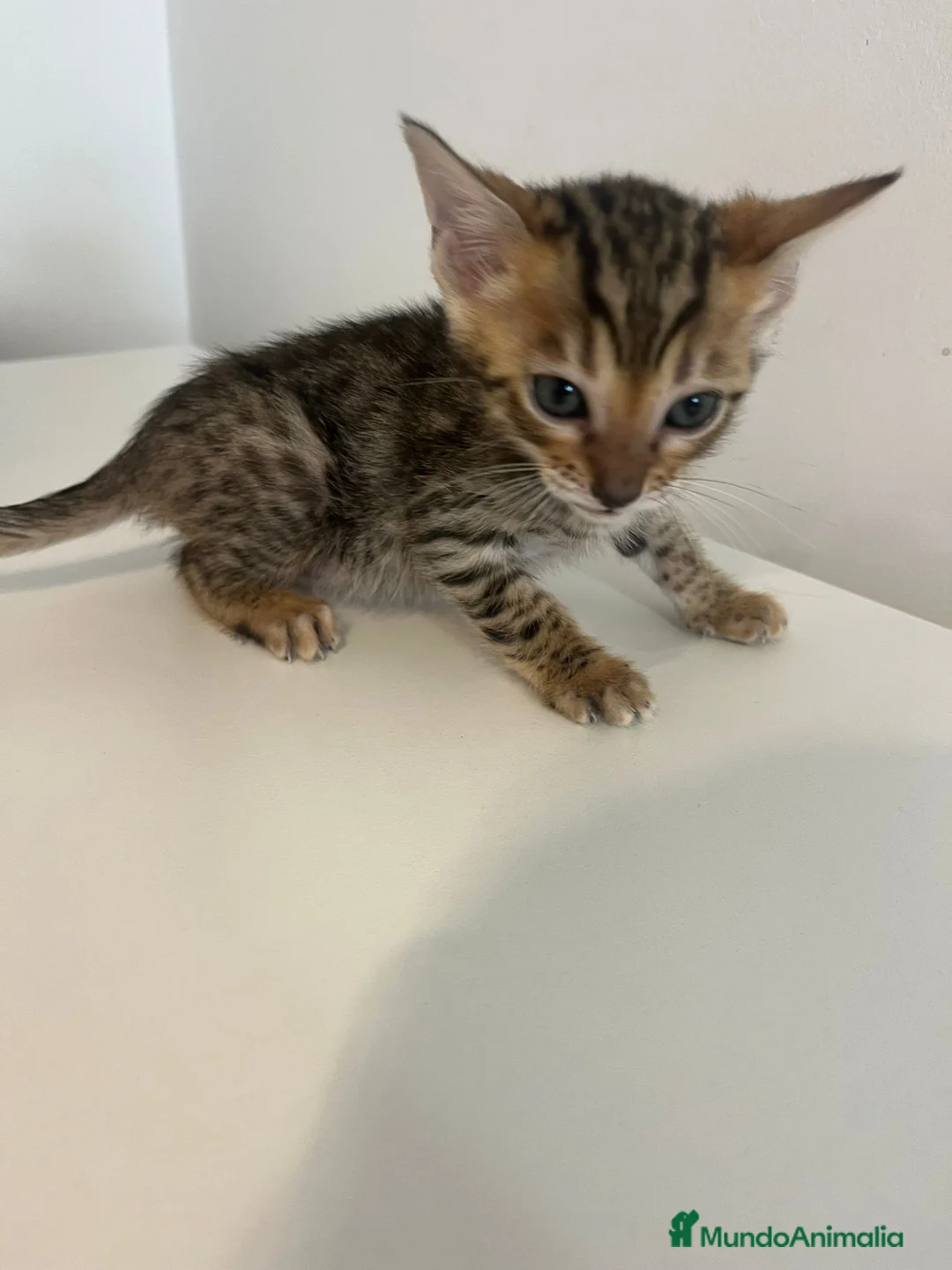Bengalí gatos en venta: Macho y hembra de bengali - Anuncio 1