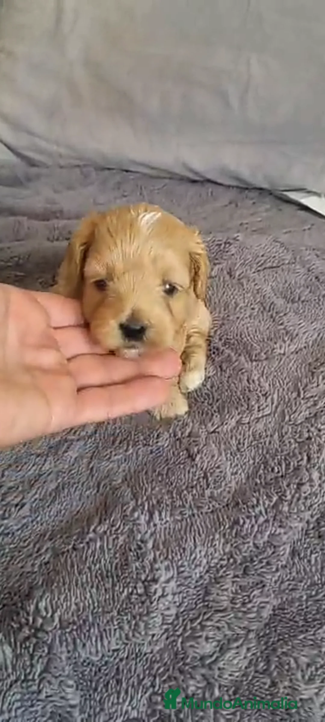Maltipoo perros en venta: Maltipoo - Anuncio 9