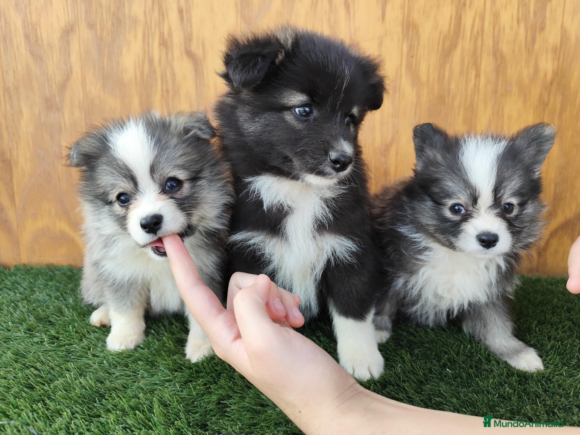 Raza Mixta perros Borderpom o mini bordercollie  - Anuncio 1