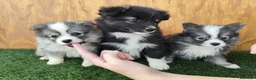 Raza Mixta perros en venta: Borderpom o mini bordercollie  - Anuncio 1