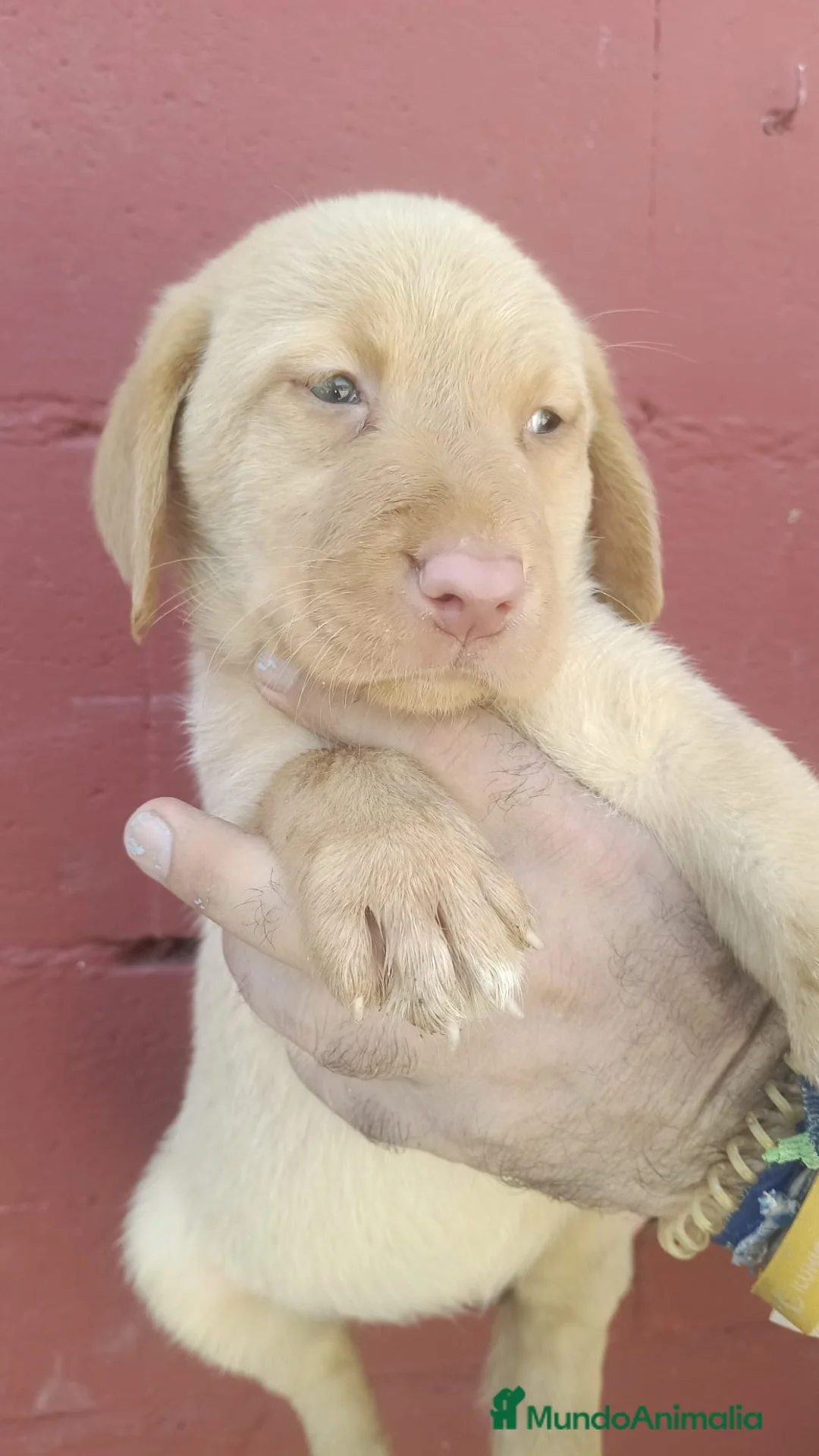 Labrador Retriever perros en venta: Macho y hembra labrador retriever 🐶🐾 en Málaga - Anuncio 2