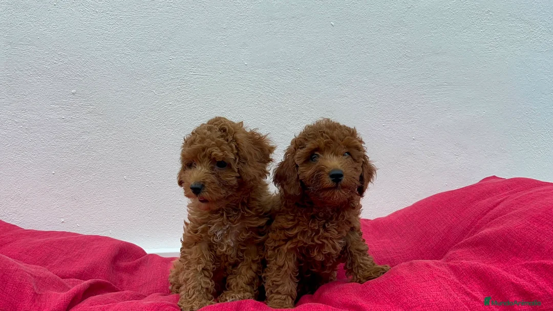 Caniche Toy perros en venta: Caniche toy  - Anuncio 1