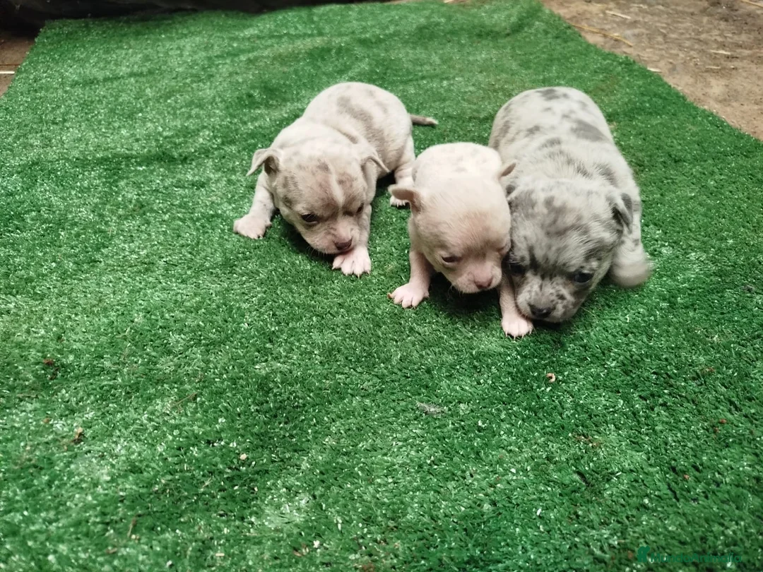 Chihuahua perros en venta: Espectacular camada de chihuahuas en Sevilla - Anuncio 2
