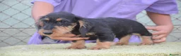 Teckel perros en venta: teckel de pelo duro - Anuncio 4
