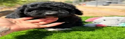 Perro de Agua Español perros en venta: CAMADA PERRO DE AGUA ESPAÑOL CALIDAD - Anuncio 6