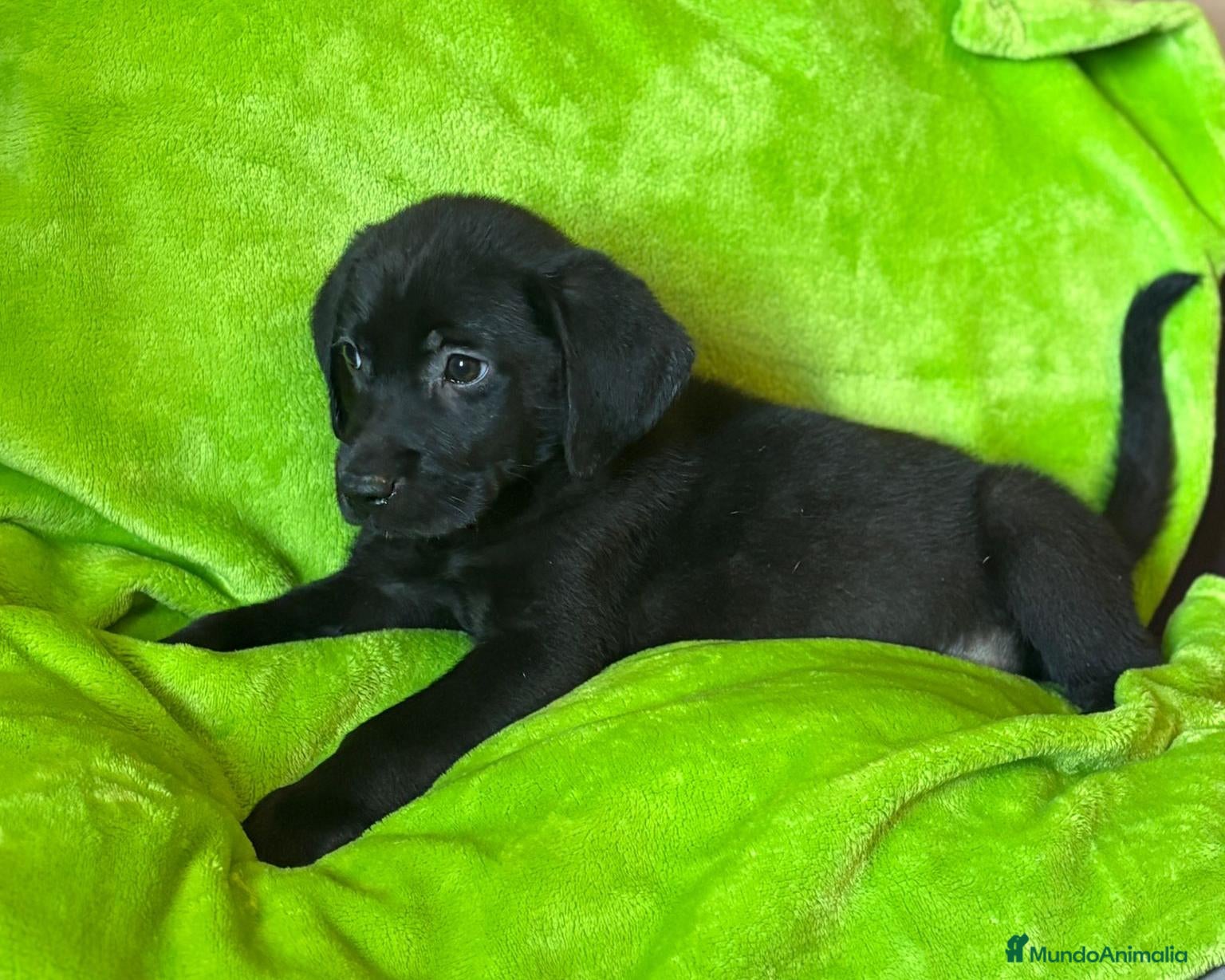 Labrador Retriever perros en venta: Último Labrador Negro macho !! - Anuncio 4