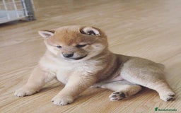 Shiba Inu perros en venta: SHIBA INU - Imagen 3