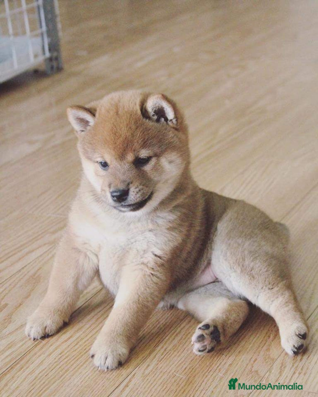 Shiba Inu perros en venta: SHIBA INU - Imagen 3