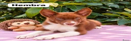 Border Collie perros en venta: Border collie listos para entregar  - Anuncio 2