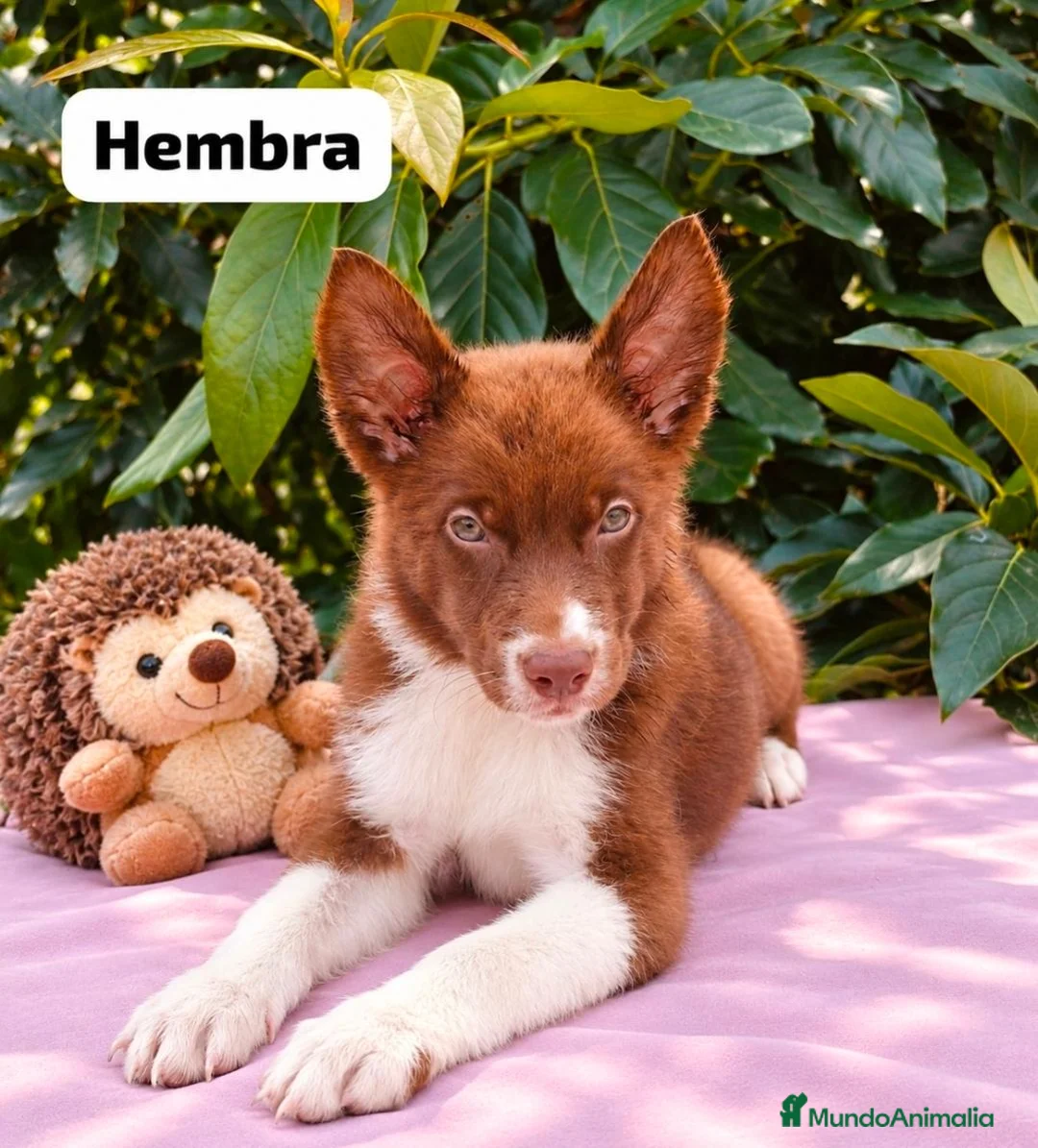 Border Collie perros en venta: Border collie listos para entregar  - Anuncio 2