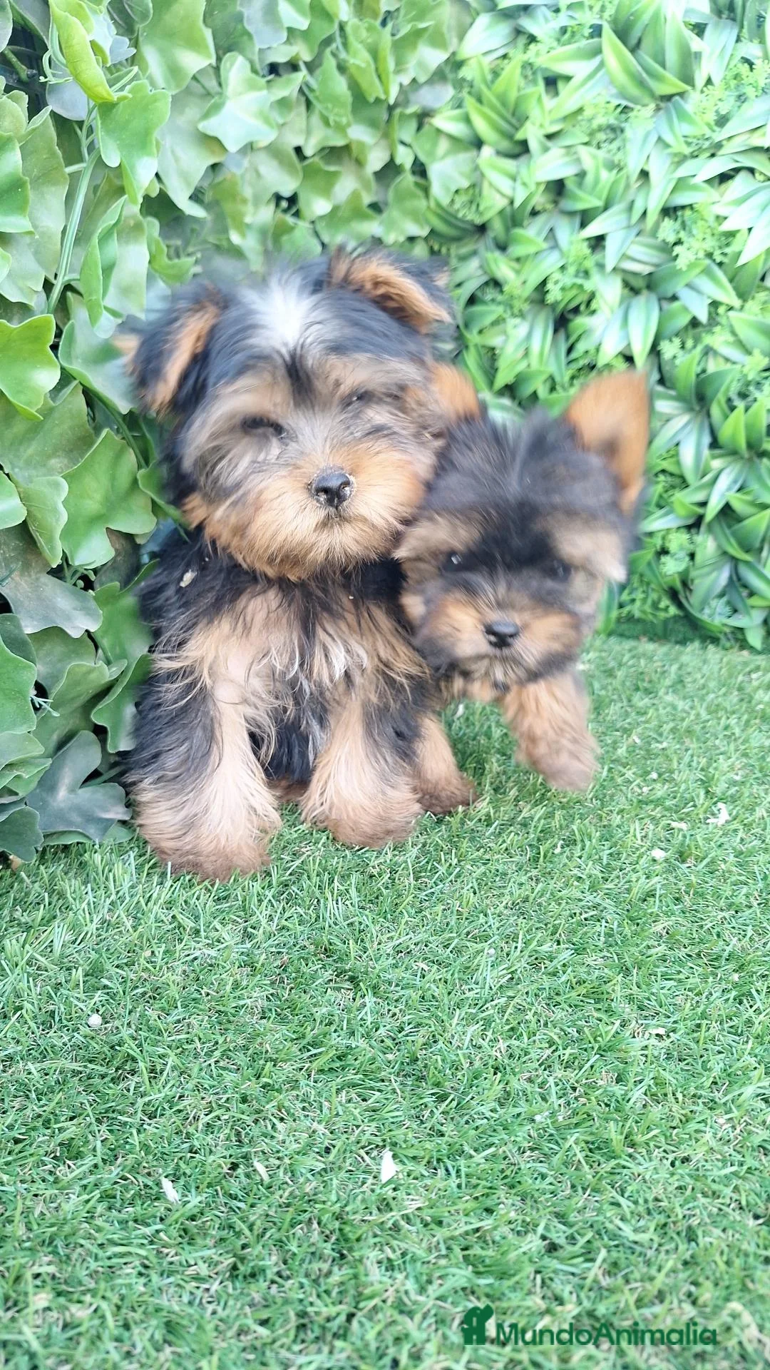 Yorkshire Terrier perros en venta: Yorsay machos  - Anuncio 2