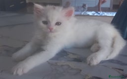 Persa gatos en venta: Gata persa - Imagen 1