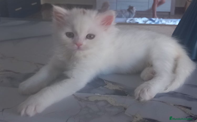 Persa gatos - Anuncio 1