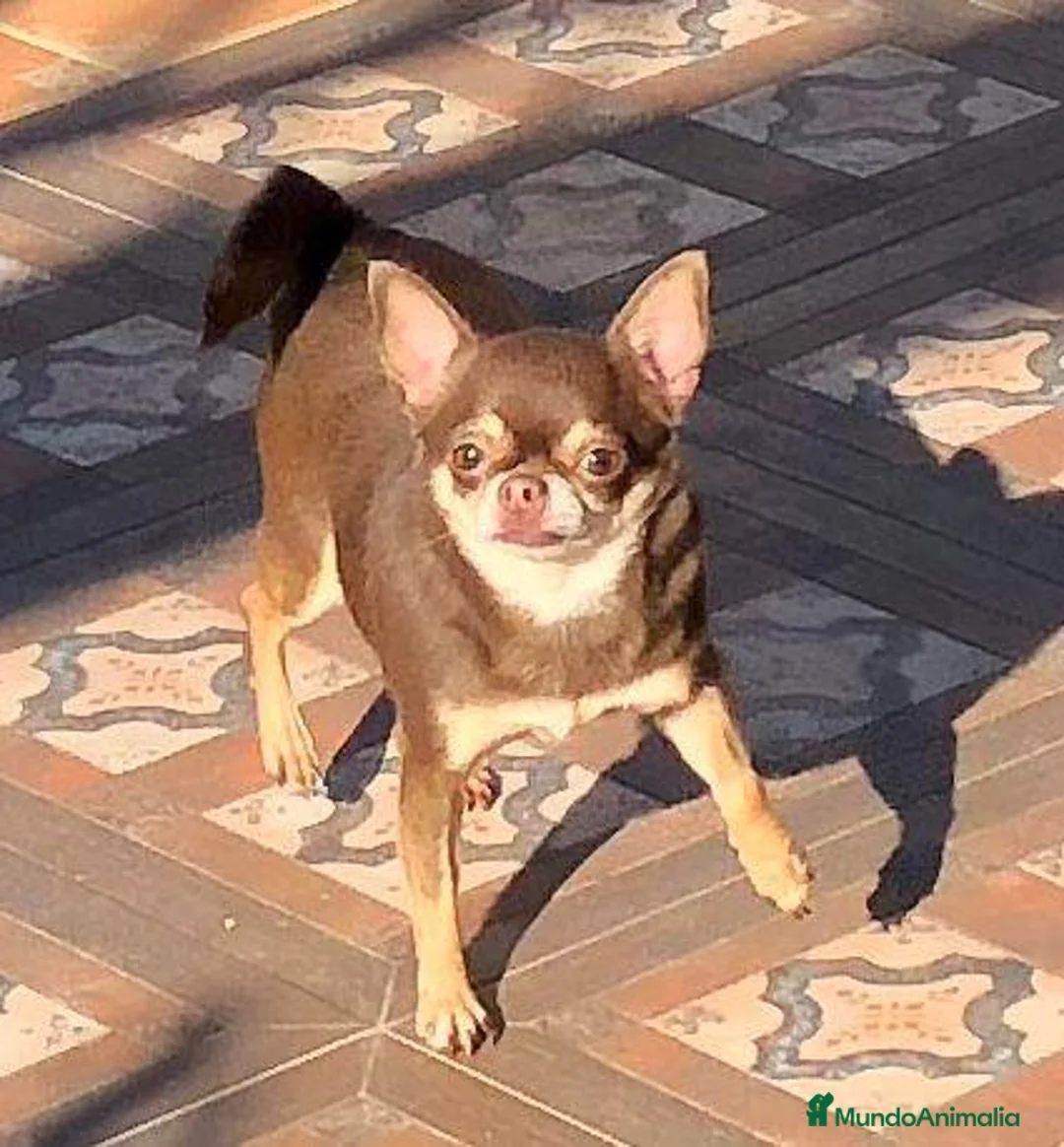 Chihuahua perros en venta: chihuahua chocolate miniatura  en Madrid - Anuncio 1