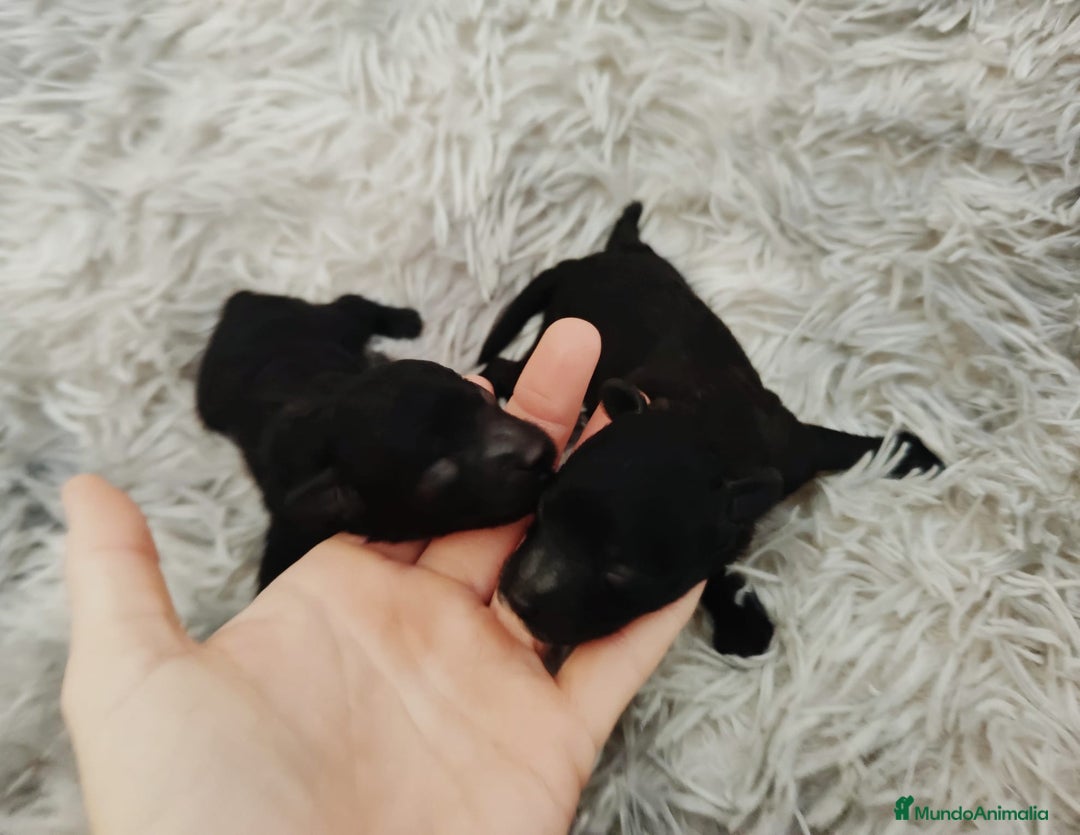 Caniche Toy perros en venta: Caniche toy  - Anuncio 2