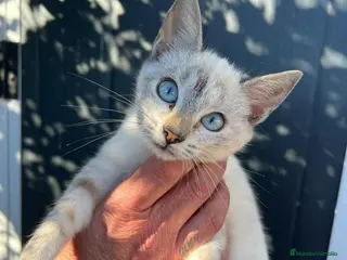 Siamés gatos SIAMES - Anuncio 2