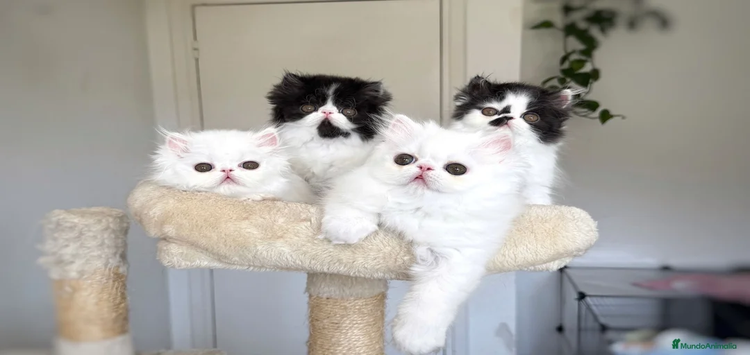 Imagen de galería {{count}}