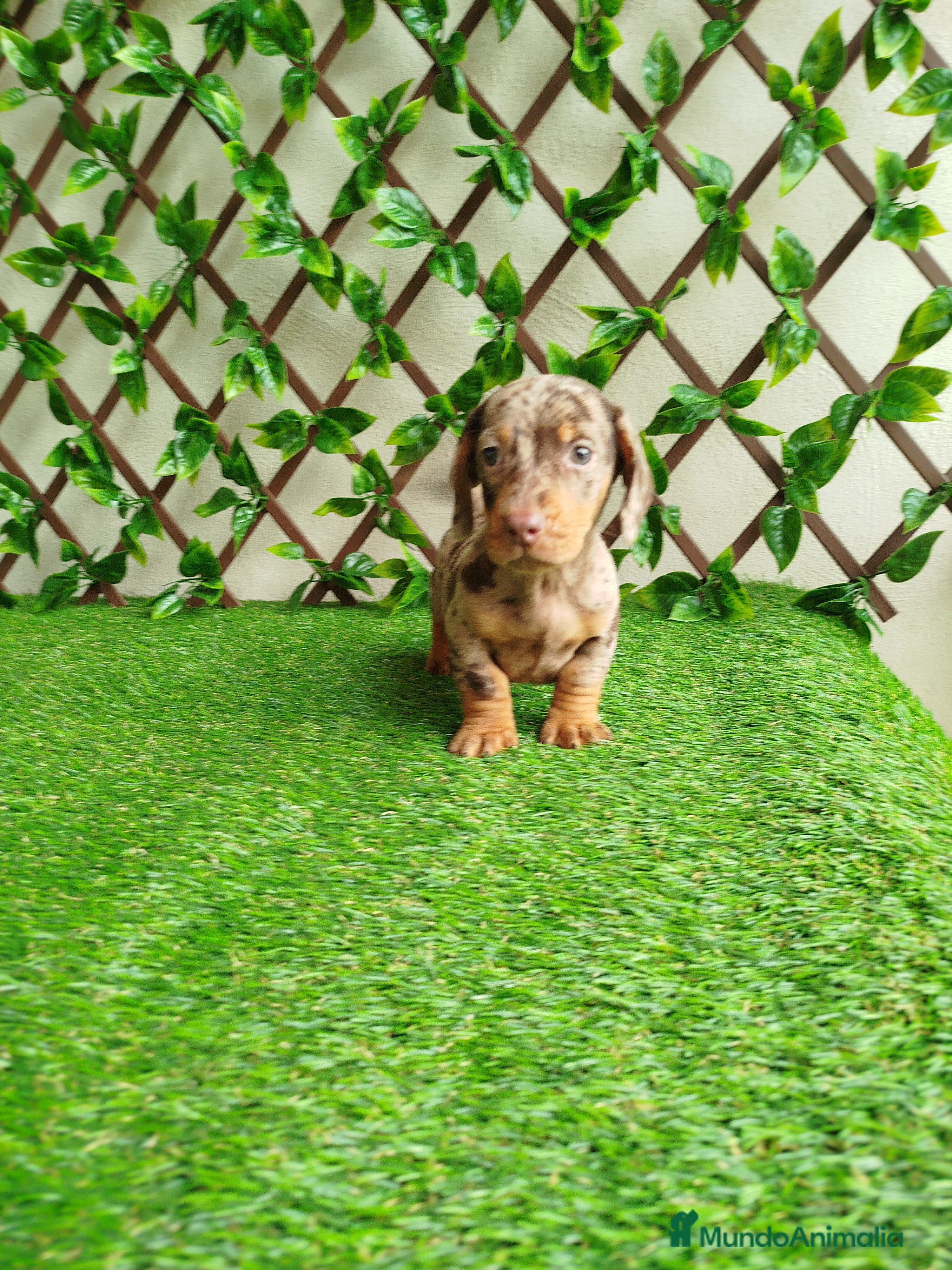 Teckel Miniatura perros Teckels kanichen  - Anuncio 2