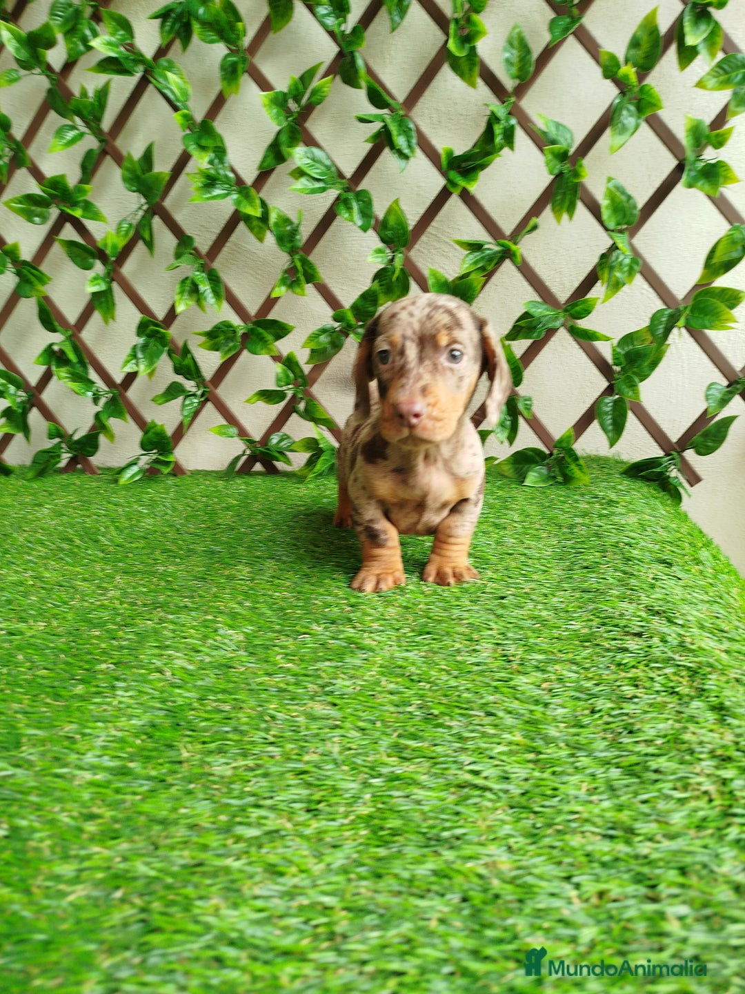 Teckel Miniatura perros en venta: Teckels kanichen  - Anuncio 1