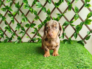 Teckel Miniatura perros Teckels kanichen - Anuncio 2