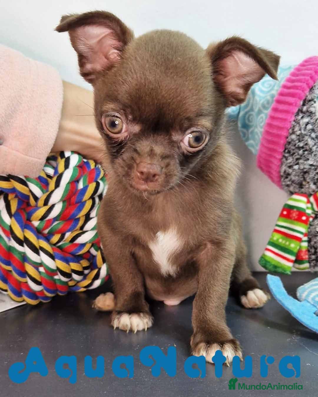 Chihuahua perros Chihuahua Macho 7510 - AQUANATURA en Barcelona - Anuncio 2