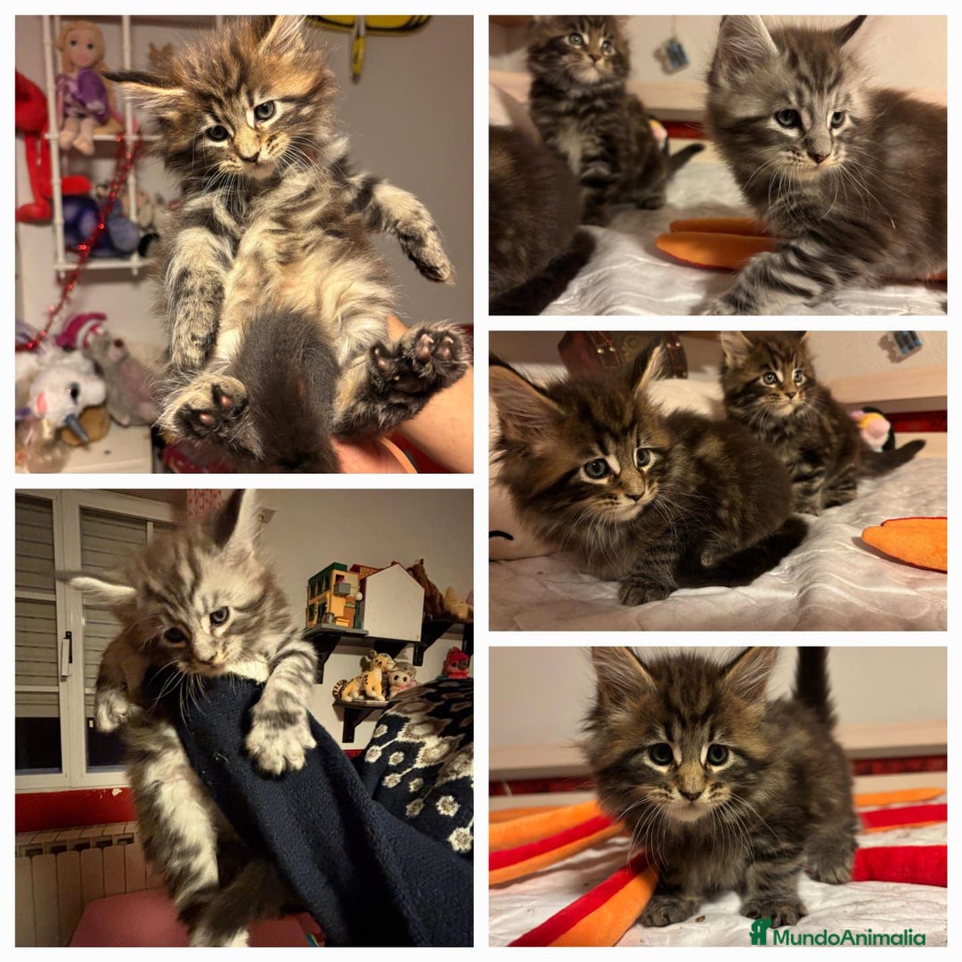Maine Coon gatos en venta: Gatitos maine coon machitos - Anuncio 10