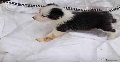 Border Collie perros - Anuncio 3