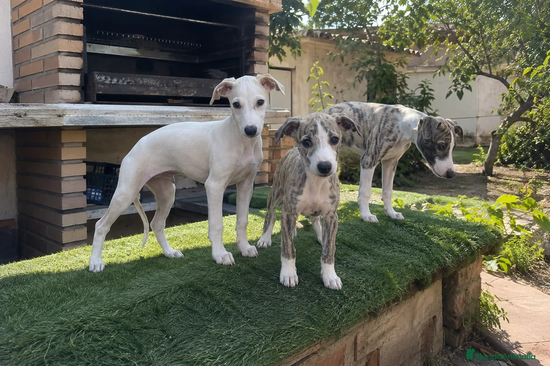 Whippet perros en venta: WHIPPET CACHORROS - CADIZ  - Anuncio 1