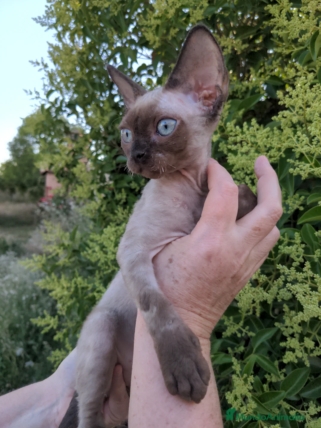 Devon Rex gatos en venta: Preciosos ejemplares de Devon Rex - Anuncio 1
